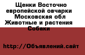 Щенки Восточно европейской овчарки - Московская обл. Животные и растения » Собаки   